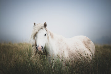 Wild Welsh Mountain Pony - Brecon Beacon National Park