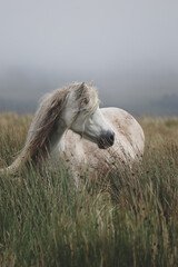 Obraz na płótnie Canvas Wild Welsh Mountain Pony - Brecon Beacon National Park