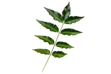 Fresh organic green herbal neem or azadirachta indica leaves on branch isolated on white...