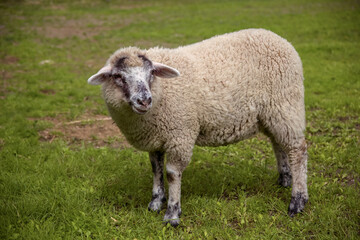 Naklejka na ściany i meble white sheep standing in green field of grass farm animal meadow