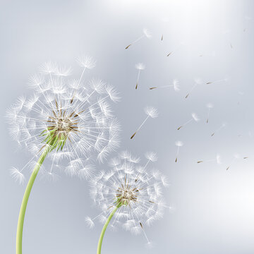 Two Flowers Dandelions