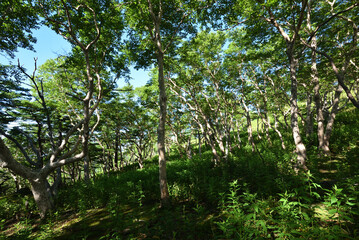 Mountain climbing in summer season