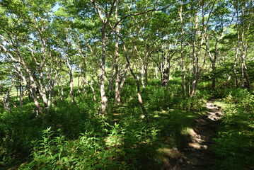 Mountain climbing in summer season