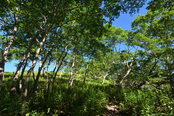 Fototapeta premium Mountain climbing in summer season