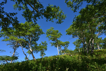 Mountain climbing in summer season
