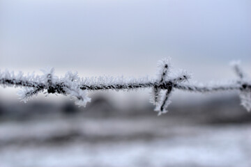Barbed wire covered with frost.