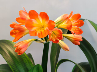 Clivia miniata with orange colored flowers