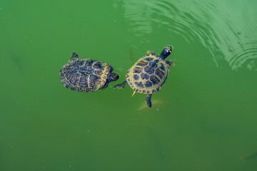 Two turtles swim in a fish pond. Green water. Summer. View from above