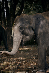 Thai elephant used his trunk to find a food