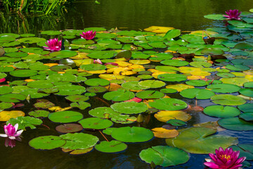 Pond with leaves and flowers of water lilies and frogs on the background