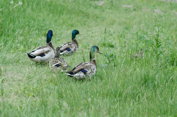 wild ducks in the green grass in the city park