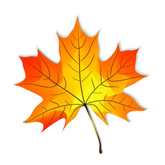 Orange maple leaf on white background. Autumn vector illustration