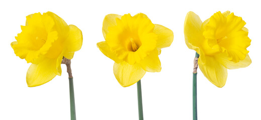 Three yellow daffodils isolated on white. Delicate spring flowers