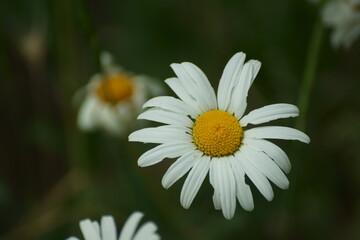 Obraz premium daisy flower