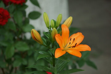 orange tiger lily