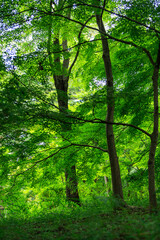 Obraz premium 森林