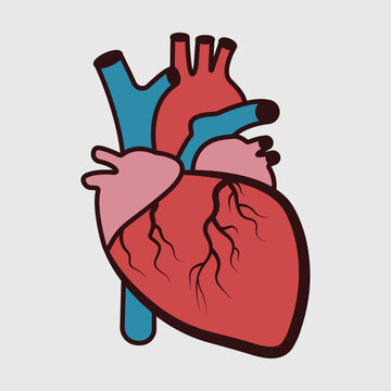 Realistic Heart Clipart SVG Bundle Cut File, Anatomical Heart Svg, Cardiology Svg, Heart, Human Heart Svg, Medical school Svg, Heart Svg,