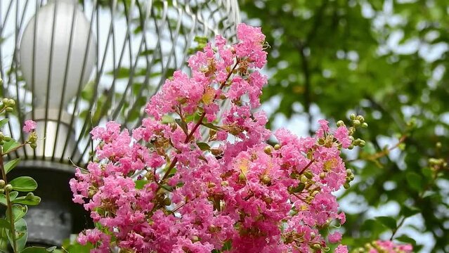 ちょうど見ごろで美しいサルスベリ（百日紅）