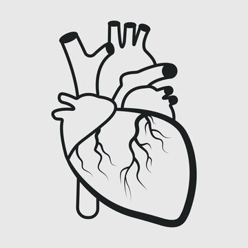 Realistic Heart Outline SVG Bundle Cut File, Anatomical Heart Svg, Cardiology Svg, Heart, Human Heart Svg,
