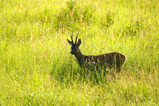 Roebuck standing in high grass