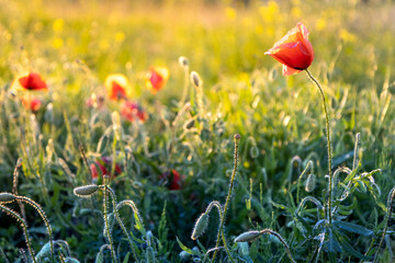 Czerwone maki na zielonym polu w czasie zachodu słońca
