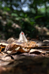 autumn in the forest