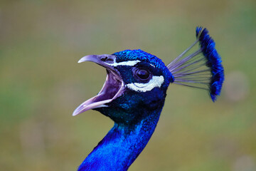 Portrait of a Peacock calling out - 511654594