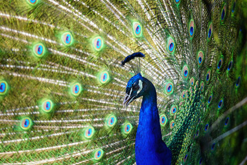 Portrait of a Peacock displaying its tail feathers - 511654595
