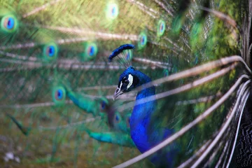 Keuken spatwand met foto Portrait of a Peacock displaying its tail feathers © Dirk70
