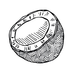 Vector coconut clipart. Hand drawn nut icon. Tropical illustration. For print, web, design, decor, logo.
