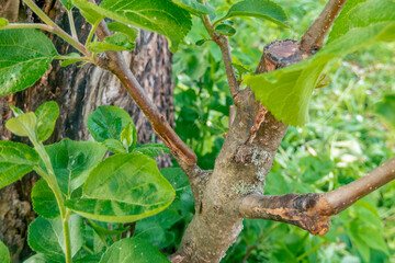 stalk overgrown with cambium, grafted on a branch of an apple tree last spring. Grafted fruit trees