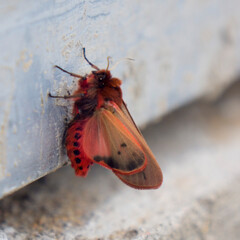 Fototapeta na wymiar red fluffy butterfly on a gray background