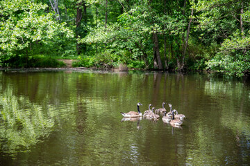 Naklejka na ściany i meble Gaggle of Canada Geese with goslings and juveniles on woodland pond