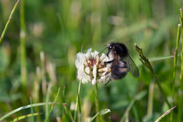 Bumblebee on the side of a white clover flower in a lawn seen partly from the back