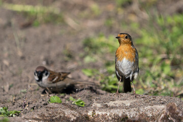 Front view of european red robin stretching up looking to the left with a tree sparrow in the blurred background