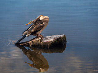  Australasian Darter Head Back