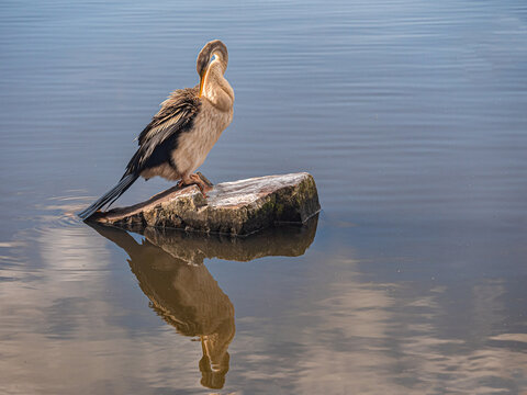 Australasian Darter Preening