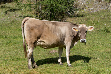 Grazing cows Val Venosta, South Tyrol Italy