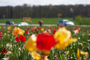 Tulip field on sunny Easter spring. Woman cut and pick flowers on roadside. Depth blur.