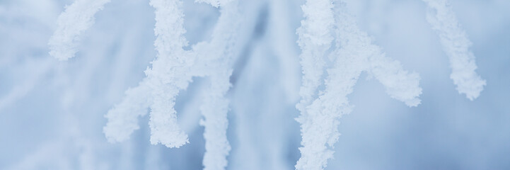 Snow and rime ice on the branches of bushes. Beautiful winter background with trees covered with hoarfrost. Plants in the park are covered with hoar frost. Cold snowy weather. Cool frosting texture.