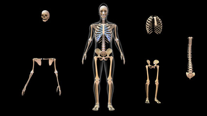 Human Skeletal System Anatomy 3d illustration