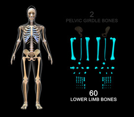Lower Limb Bones