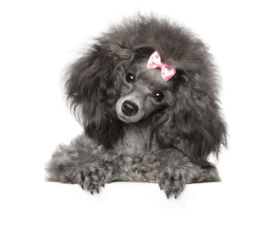 Funny gray poodle puppy