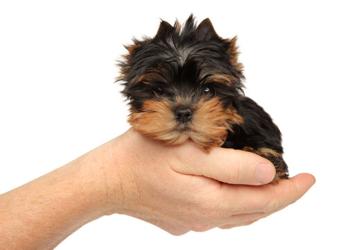 York puppy sits in his hand on a white background