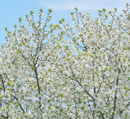 Spring flowers on tree