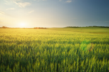 Meadow of wheat on sundown.