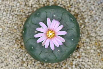 Lophophora fredicii with pink blossom flower. - obrazy, fototapety, plakaty