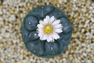 Lophophora williamsii or Peyote with pale pink blossom flower.