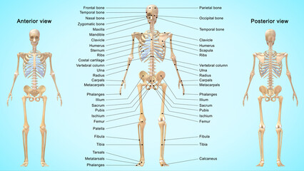 The skeletal system works as a support structure for your body. It gives the body its shape, allows movement, makes blood cells, provides protection for organs and stores minerals.
