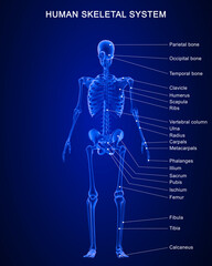 The skeletal system works as a support structure for your body. It gives the body its shape, allows movement, makes blood cells, provides protection for organs and stores minerals.